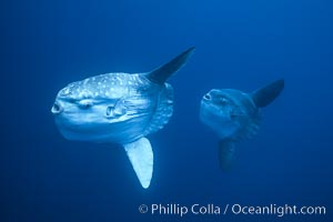 Ocean sunfish schooling near drift kelp, soliciting cleaner fishes, open ocean, Baja California, Mola mola