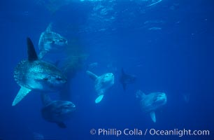 Ocean sunfish schooling near drift kelp, soliciting cleaner fishes, open ocean, Baja California., Mola mola, natural history stock photograph, photo id 06390