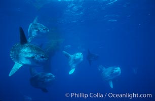 Ocean sunfish schooling near drift kelp, soliciting cleaner fishes, open ocean, Baja California, Mola mola