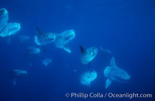 Ocean sunfish schooling near drift kelp, soliciting cleaner fishes, open ocean, Baja California, Mola mola