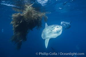 Ocean sunfish schooling near drift kelp, soliciting cleaner fishes, open ocean, Baja California, Mola mola