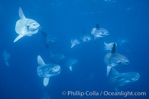 Ocean sunfish schooling near drift kelp, soliciting cleaner fishes, open ocean, Baja California, Mola mola