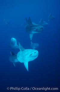 Ocean sunfish schooling near drift kelp, soliciting cleaner fishes, open ocean, Baja California, Mola mola