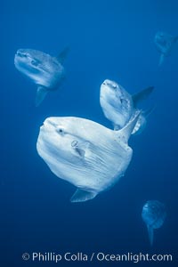 Ocean sunfish schooling near drift kelp, soliciting cleaner fishes, open ocean, Baja California, Mola mola