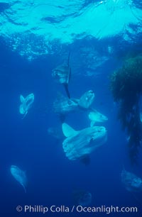 Ocean sunfish schooling near drift kelp, soliciting cleaner fishes, open ocean, Baja California, Mola mola