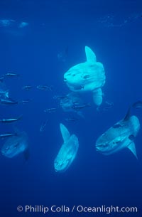 Ocean sunfish schooling near drift kelp, soliciting cleaner fishes, open ocean, Baja California, Mola mola