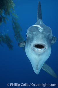 Ocean sunfish, open ocean, Baja California, Mola mola