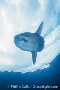 Ocean sunfish, basking at surface, open ocean, Baja California, Mola mola