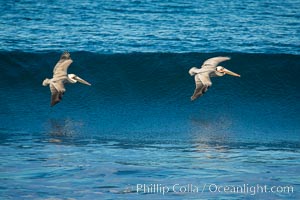 California Pelican flying on a wave, riding the updraft from the wave, Pelecanus occidentalis, Pelecanus occidentalis californicus