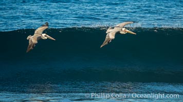 California Pelican flying on a wave, riding the updraft from the wave, Pelecanus occidentalis, Pelecanus occidentalis californicus