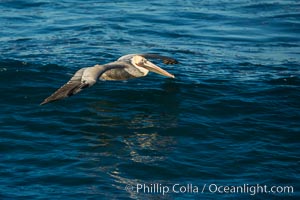 California Pelican flying on a wave, riding the updraft from the wave, Pelecanus occidentalis, Pelecanus occidentalis californicus