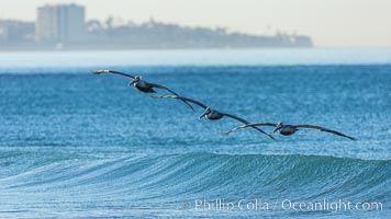 California Pelican flying on a wave, riding the updraft from the wave, Pelecanus occidentalis, Pelecanus occidentalis californicus