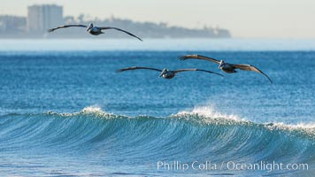 California Pelican flying on a wave, riding the updraft from the wave.