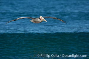 California Pelican flying on a wave, riding the updraft from the wave, Pelecanus occidentalis, Pelecanus occidentalis californicus