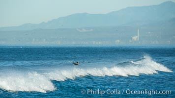 California Pelican flying on a wave, riding the updraft from the wave, Pelecanus occidentalis, Pelecanus occidentalis californicus