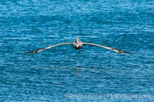 California Pelican flying on a wave, riding the updraft from the wave, Pelecanus occidentalis, Pelecanus occidentalis californicus