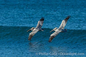 California Pelican flying on a wave, riding the updraft from the wave, Pelecanus occidentalis, Pelecanus occidentalis californicus