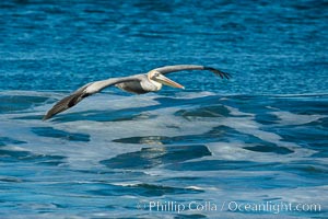 California Pelican flying on a wave, riding the updraft from the wave., Pelecanus occidentalis, Pelecanus occidentalis californicus, natural history stock photograph, photo id 30269