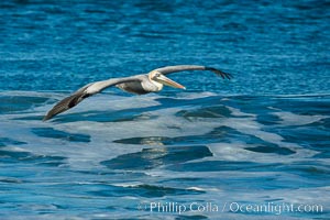 California Pelican flying on a wave, riding the updraft from the wave, Pelecanus occidentalis, Pelecanus occidentalis californicus