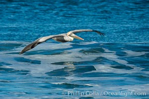 California Pelican flying on a wave, riding the updraft from the wave, Pelecanus occidentalis, Pelecanus occidentalis californicus