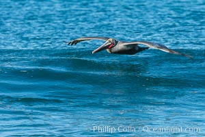 California Pelican flying on a wave, riding the updraft from the wave, Pelecanus occidentalis, Pelecanus occidentalis californicus