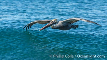 California Pelican flying on a wave, riding the updraft from the wave, Pelecanus occidentalis, Pelecanus occidentalis californicus