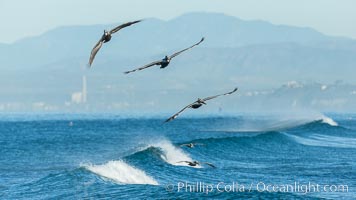 California Brown Pelicans flying on a wave, riding the updraft from the wave. Encinitas and Carlsbad coastline in the background, Pelecanus occidentalis, Pelecanus occidentalis californicus