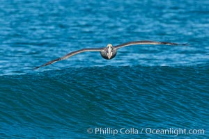 California Pelican flying on a wave, riding the updraft from the wave.