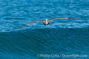 California Pelican flying on a wave, riding the updraft from the wave, Pelecanus occidentalis, Pelecanus occidentalis californicus