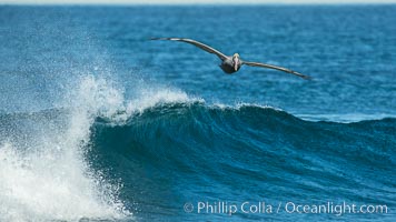 California Pelican flying on a wave, riding the updraft from the wave.