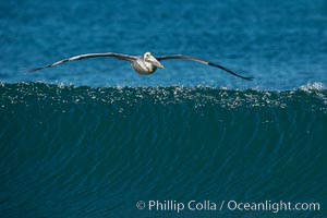 California Pelican flying on a wave, riding the updraft from the wave, Pelecanus occidentalis, Pelecanus occidentalis californicus