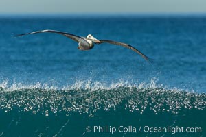 California Pelican flying on a wave, riding the updraft from the wave.