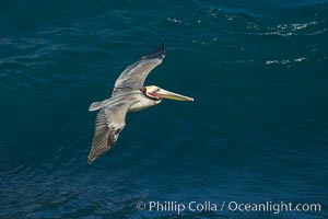 California Pelican flying on a wave, riding the updraft from the wave.