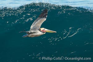 California Pelican flying on a wave, riding the updraft from the wave, Pelecanus occidentalis, Pelecanus occidentalis californicus