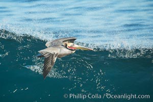 California Pelican flying on a wave, riding the updraft from the wave, Pelecanus occidentalis, Pelecanus occidentalis californicus