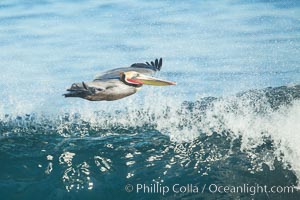 California Pelican flying on a wave, riding the updraft from the wave, Pelecanus occidentalis, Pelecanus occidentalis californicus