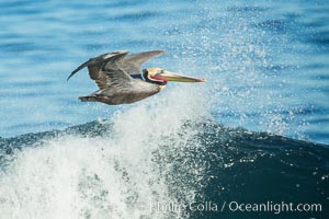 California Pelican flying on a wave, riding the updraft from the wave, Pelecanus occidentalis, Pelecanus occidentalis californicus