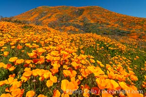 California Poppies in Bloom, Elsinore, Eschscholzia californica