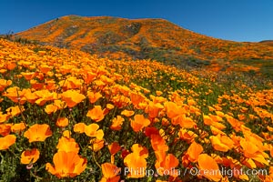 California Poppies in Bloom, Elsinore, Eschscholzia californica