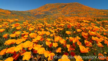 California Poppies in Bloom, Elsinore, Eschscholzia californica