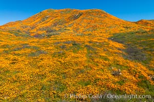 California Poppies in Bloom, Elsinore, Eschscholzia californica