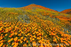 California Poppies in Bloom, Elsinore, Eschscholzia californica