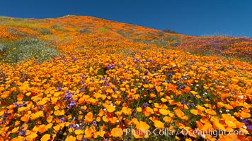 California Poppies in Bloom, Elsinore, Eschscholzia californica