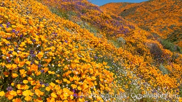 California Poppies in Bloom, Elsinore, Eschscholzia californica