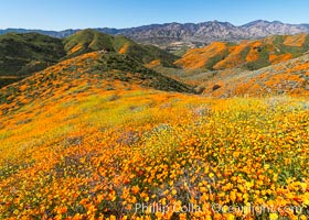 California Poppies in Bloom, Elsinore, Eschscholzia californica