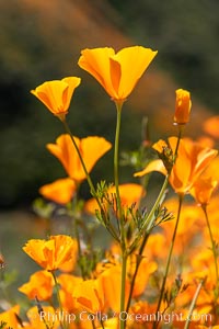 California Poppies in Bloom, Elsinore, Eschscholzia californica