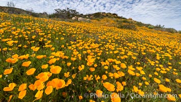 California poppies cover the hillsides in bright orange, Eschscholzia californica, Del Dios, San Diego