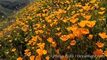 California poppies cover the hillsides in bright orange, Eschscholzia californica, Del Dios, San Diego