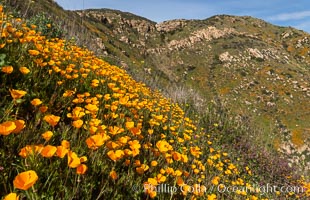 California poppies cover the hillsides in bright orange, Eschscholzia californica, Del Dios, San Diego