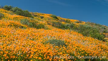 California Poppies, Diamond Valley Lake, Hemet. USA, Eschscholzia californica, natural history stock photograph, photo id 33132